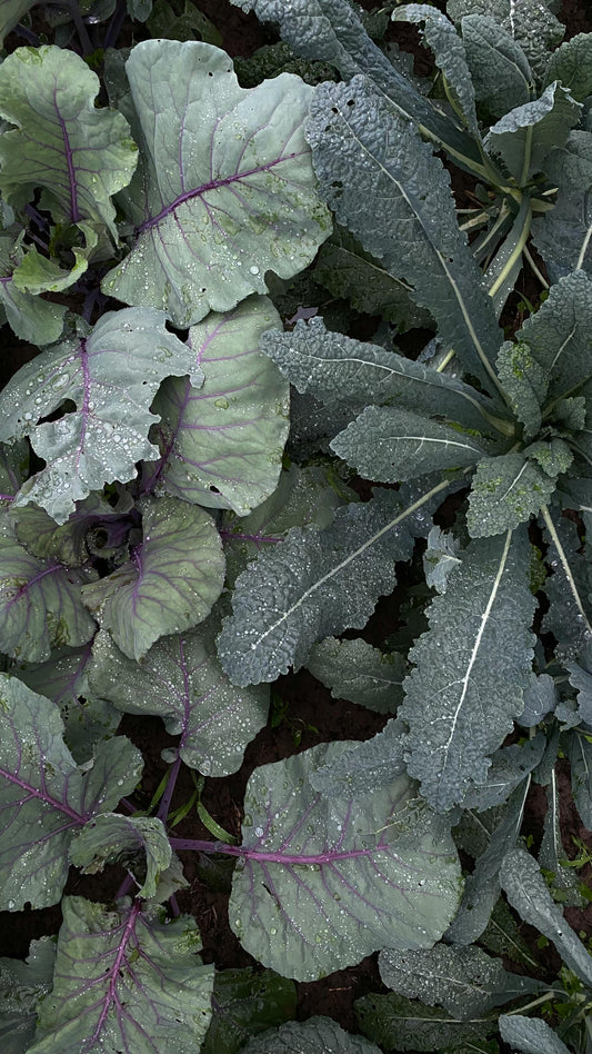 Superfoods, Popeye and Kale